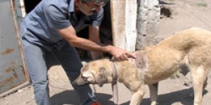 Yavru ayı, Kangal köpeğini yaraladı