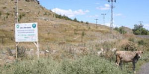 Ormanlık Alanda Hayvan Otlatılıyor