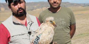 Küçük Akbabalar uydudan izleniyor