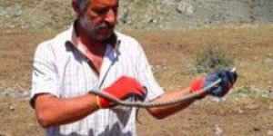 10 bin dolarlık yılan doğaya bırakıldı