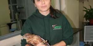 Yaralı Şahin’e Sahip Çıktı