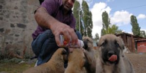 Yavruları Biberonla Besliyor