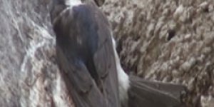 Ani’yi Mesken Tuttular