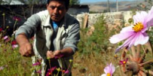 2 bin 100 rakımda çiçek yetiştirdi