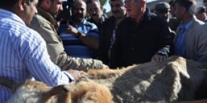 Acar: Hayvancılık zorda