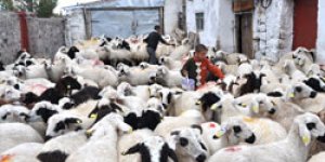 Koç katımı geleneği