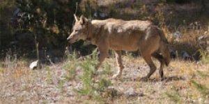 Bir kurt İstanbulu dolaşıyor