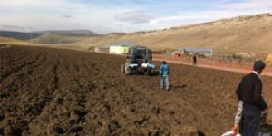 Macar fiği ve tritikale üretimi