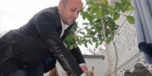 Mandalina ve limon yetişir mi demeyin