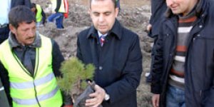 1 Milyon Sarıçam Fidanı Dikildi