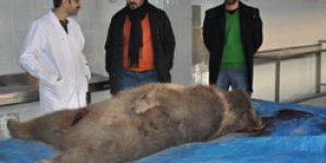 Yavru Ayı Öldürüldü