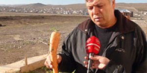 Kırpık 45 cmlik havuç yetiştirdi