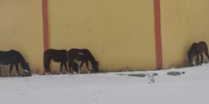 Pahalı yemin faturası atlara kesildi